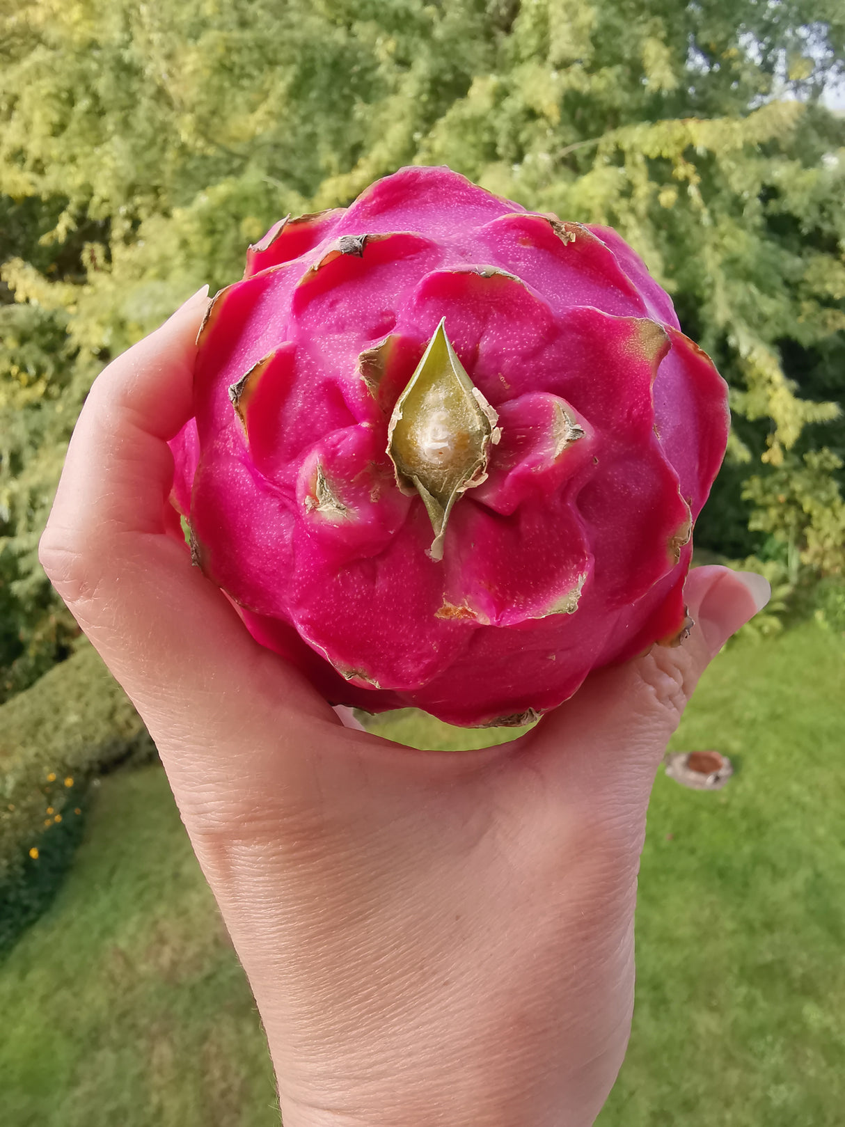 Drachenfrucht Pulver Premium Qualität - hergestellt in der Schweiz