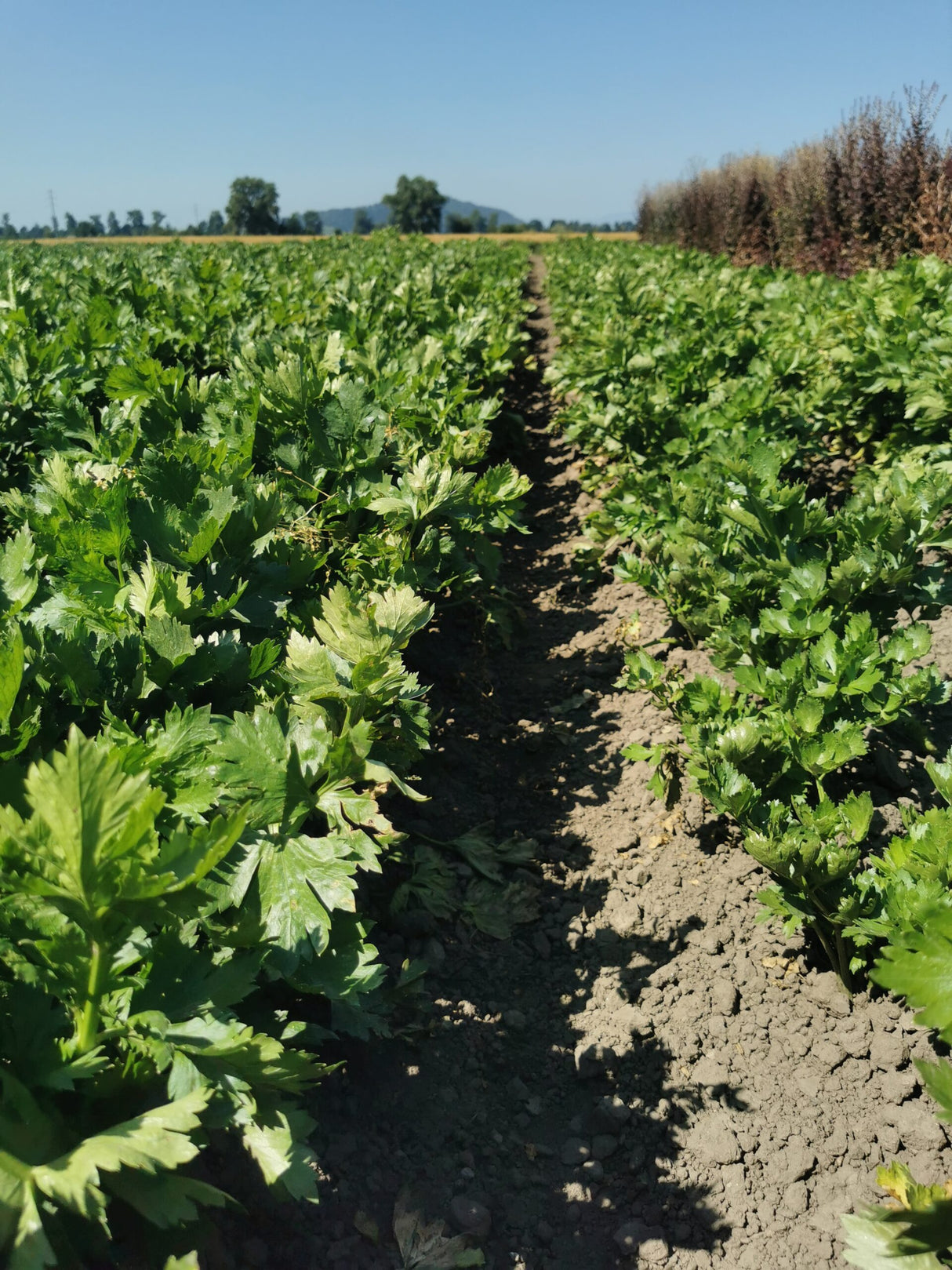 Stangensellerie Saft Pulver "Premium Qualität", 50g - hergestellt in der Schweiz