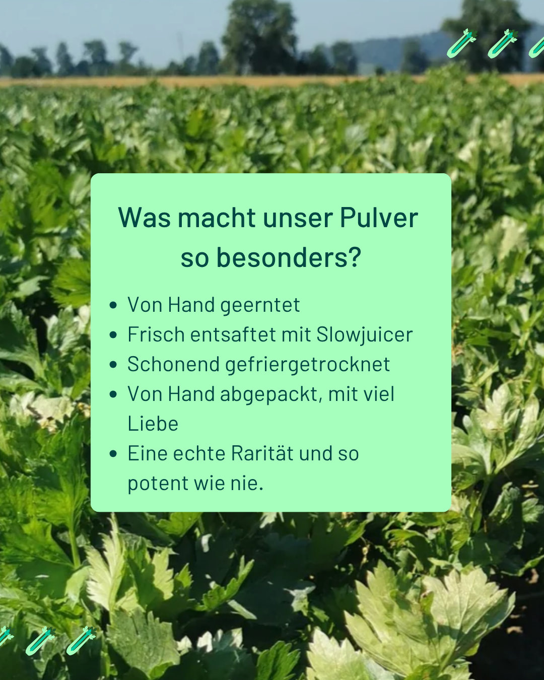 Stangensellerie Saft Pulver "Premium Qualität", 50g - hergestellt in der Schweiz