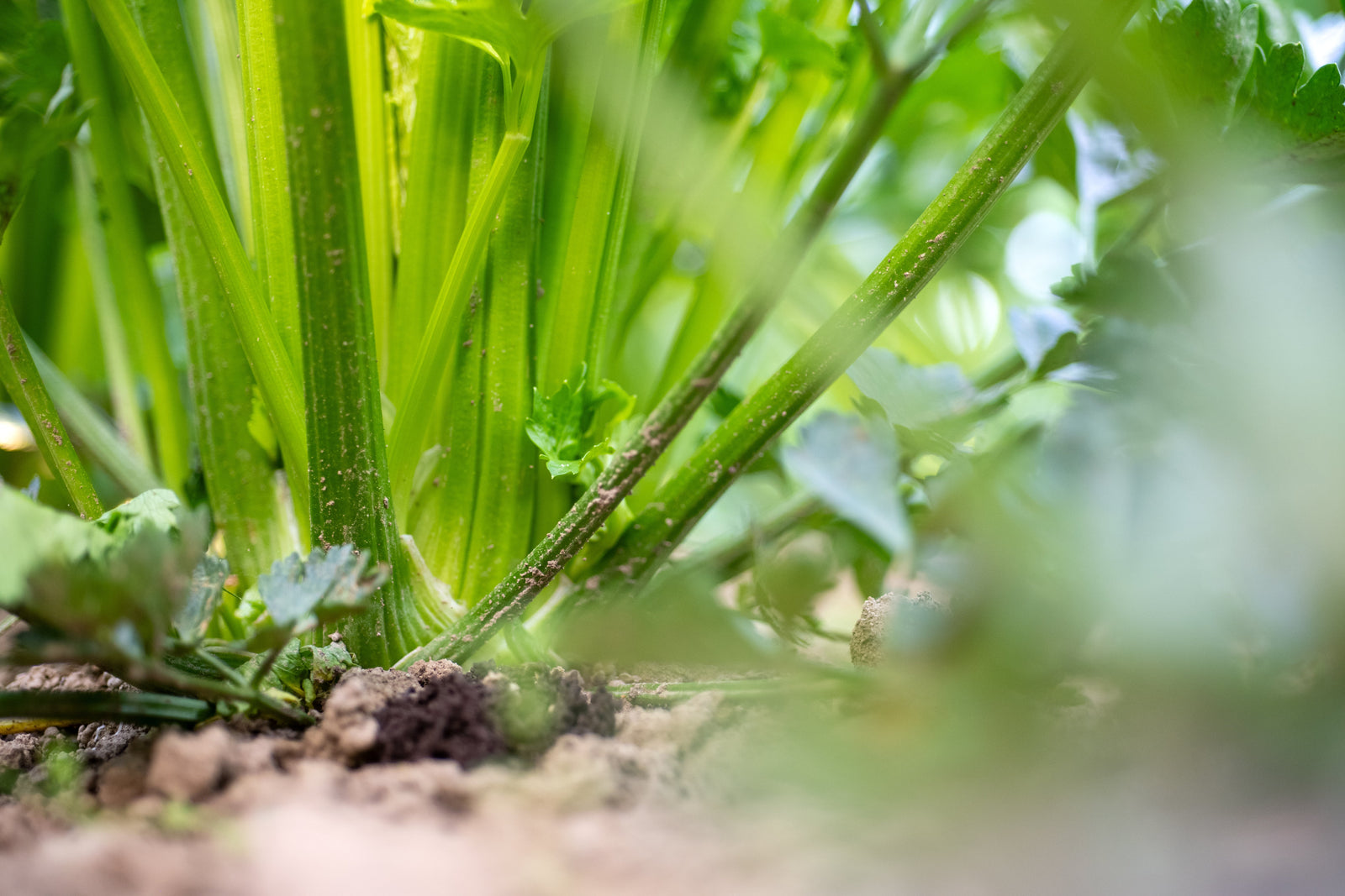 Warum Selleriesaft im Sommer besonders gut tut