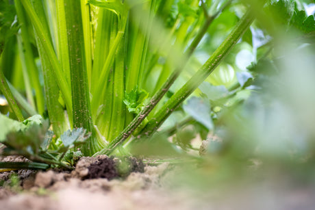 Warum Selleriesaft im Sommer besonders gut tut