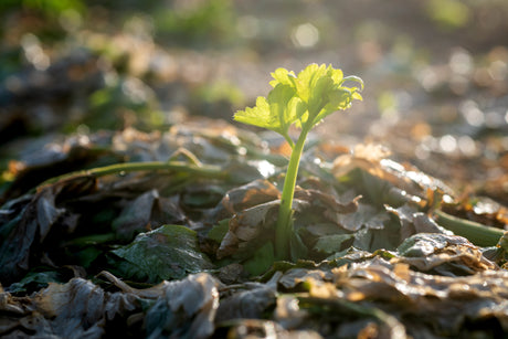 Warum mein Sellerieabo seinen Preis hat – ein ehrlicher Einblick hinter die Kulissen