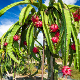 Rote Drachenfrucht gewürfelt – tiefgefroren, 5 kg