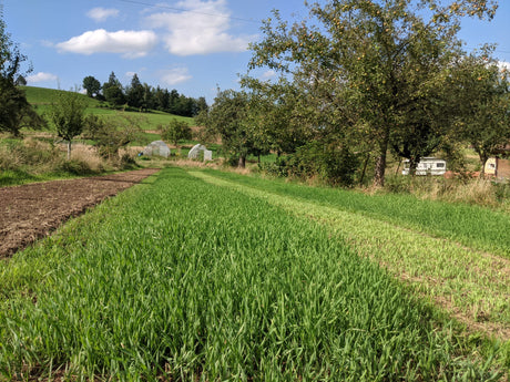 Gerstengrassaft Pulver "Premium Qualität", 50g - hergestellt in der Schweiz