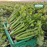 Sellerie LEBENSQUALITÄT (Abo), 3/6/9 kg