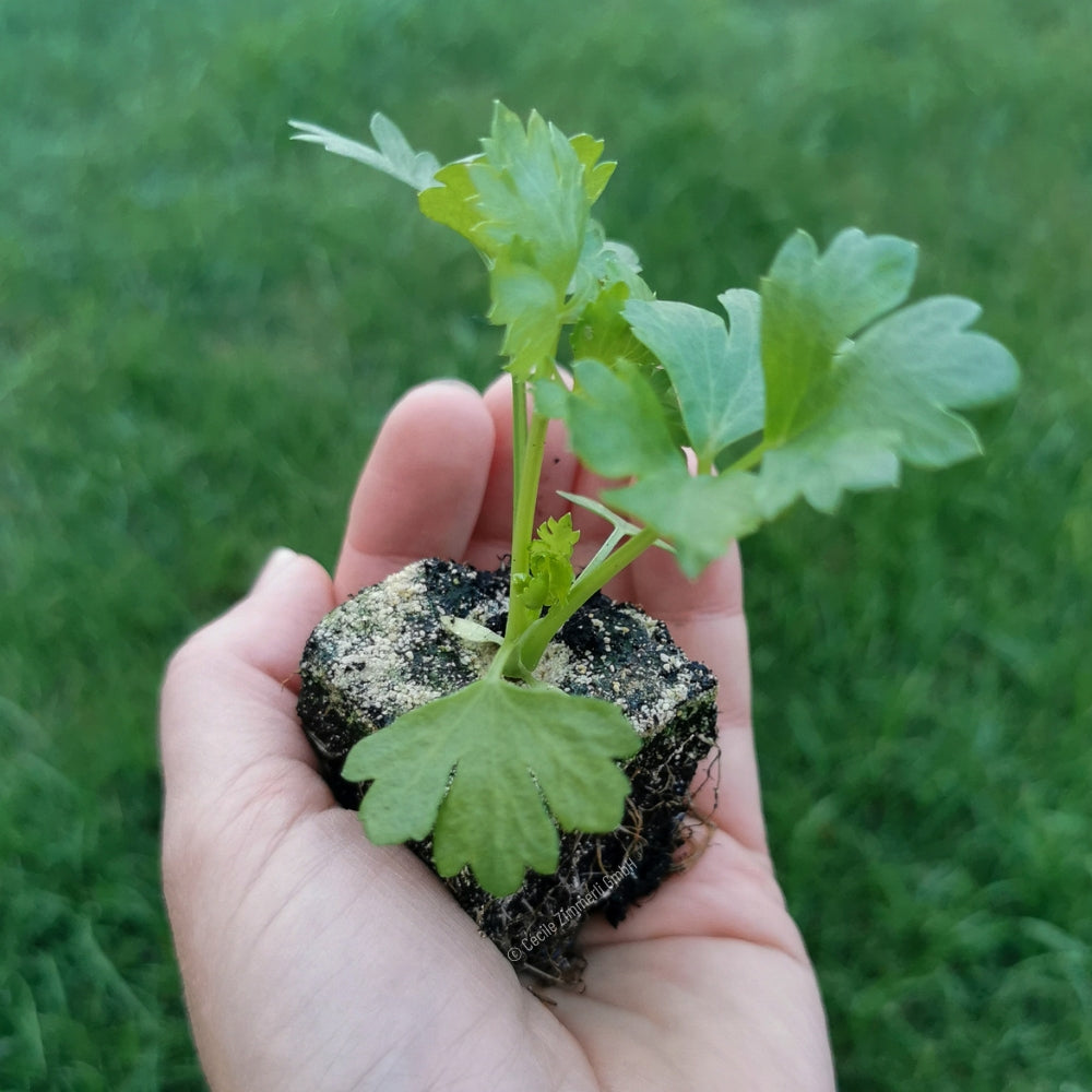 Sellerie LEBENSQUALITÄT (Abo), 3/6/9 kg