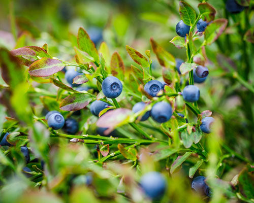Rote Drachenfrucht gewürfelt und wilde Heidelbeeren vaccinium angustifolium – tiefgefroren, 10 kg